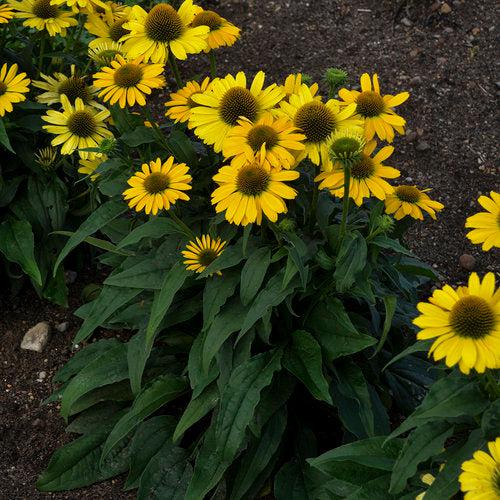 Echinacea - Color Coded® Yellow My Darling Echinacea