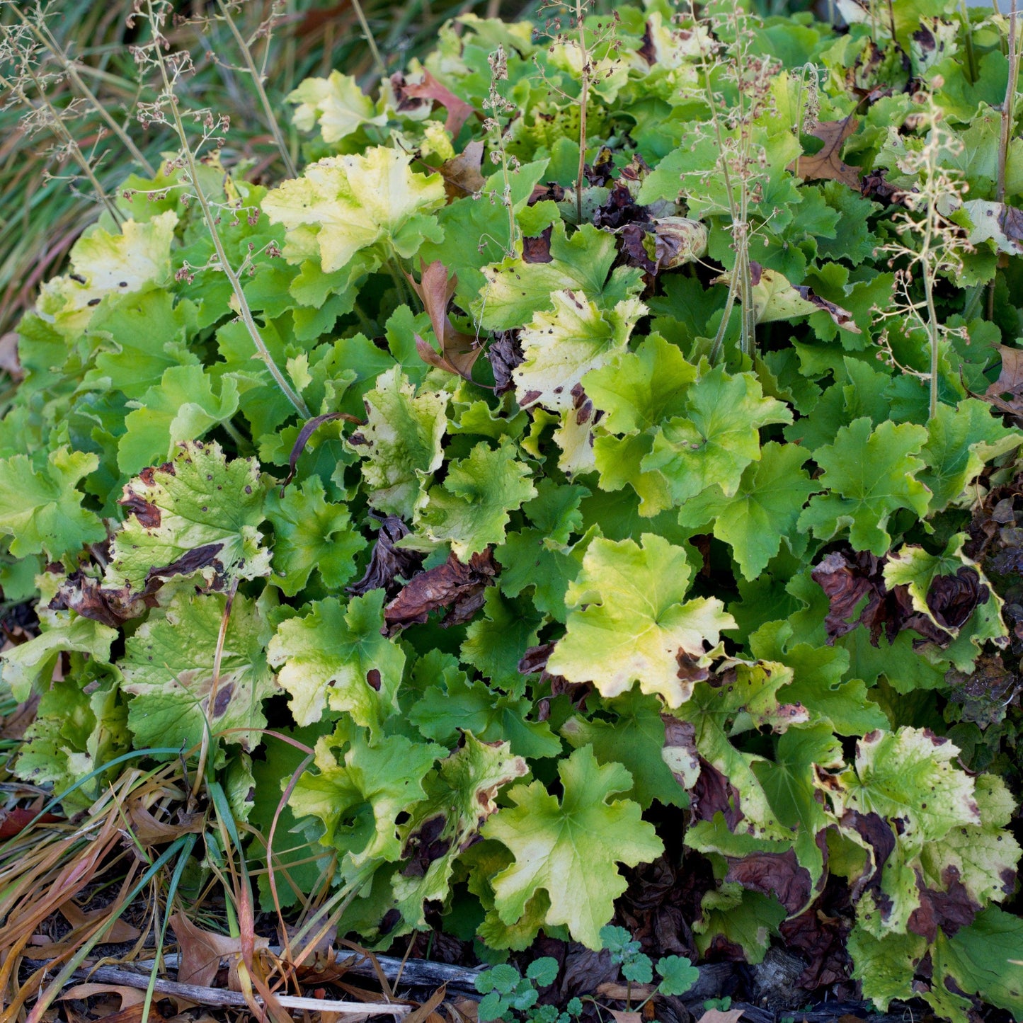 Heuchera - Guacamole Heuchera