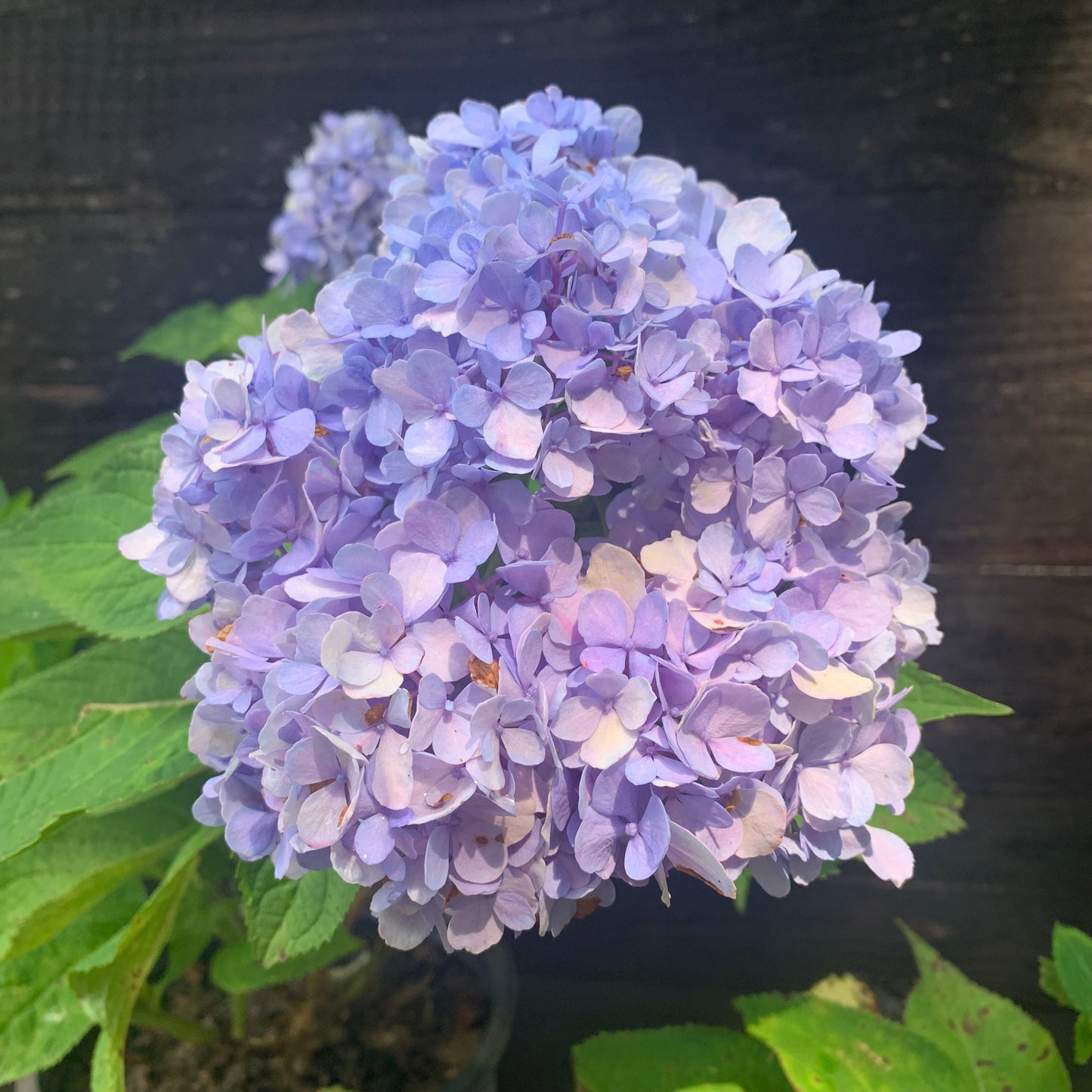 Hydrangea macrophylla - Nikko Blue Hydrangea