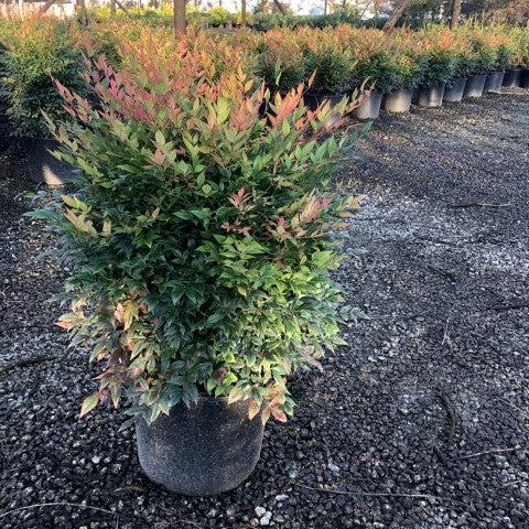 Nandina domestica - Gulf Stream Heavenly Bamboo