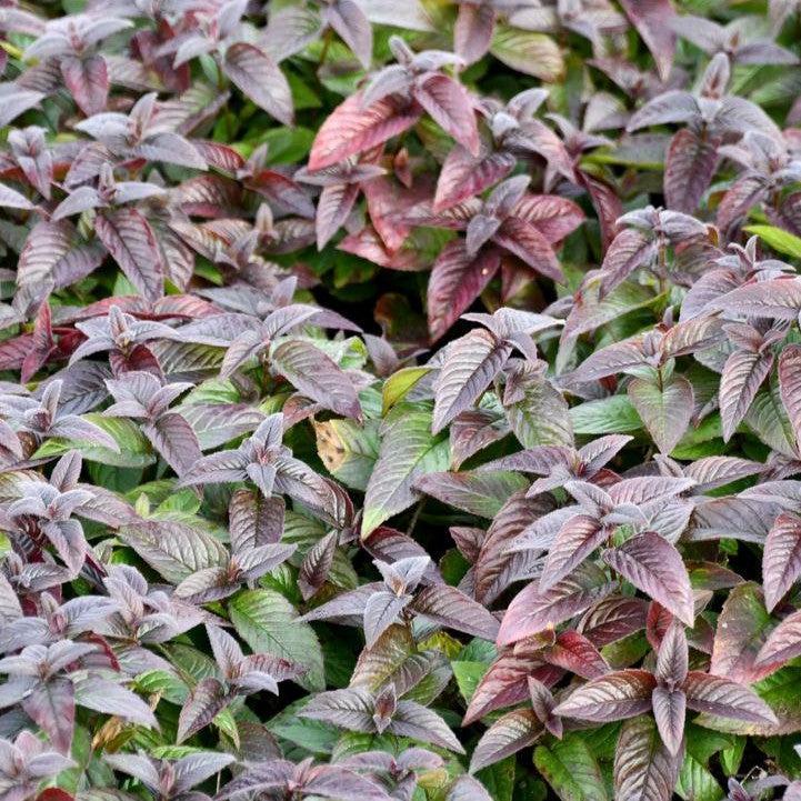 Monarda bradburiana - Midnight Oil Bee Balm