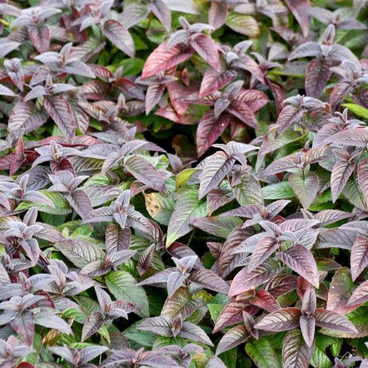 Monarda bradburiana - Midnight Oil Bee Balm