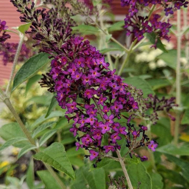 Buddleia - MONARCH® Dark Dynasty Butterfly Bush