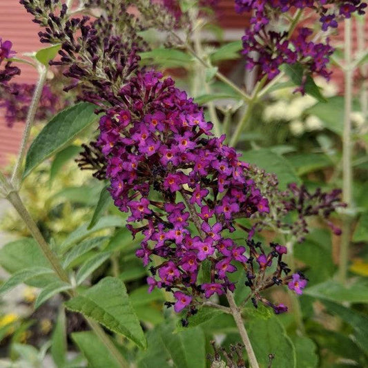 Buddleia - MONARCH® Dark Dynasty Butterfly Bush