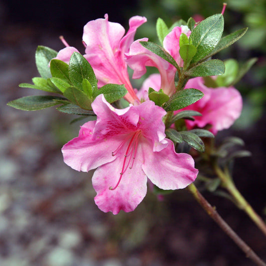 Azalea x - Gumpo Pink Azalea