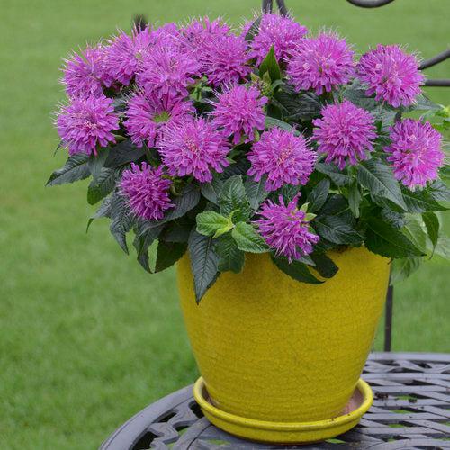 Monarda didyma - Pardon My Purple Bee Balm