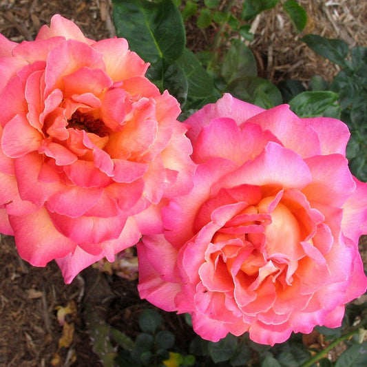 Rosa - Chicago Peace® Rose