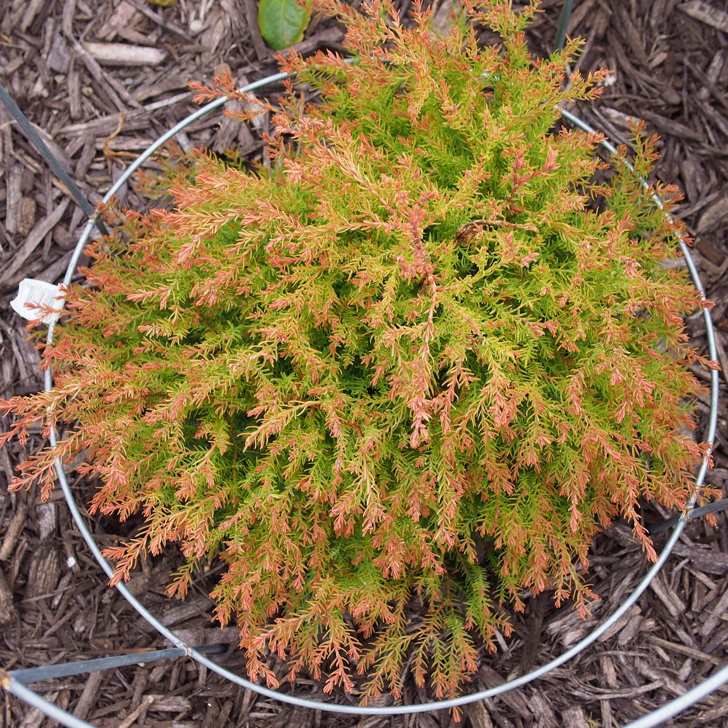 Thuja occidentalis  - Fire Chief™ Globe Arborvitae