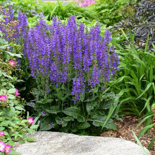 Salvia - PW® Color Spires® Indiglo Girl Salvia