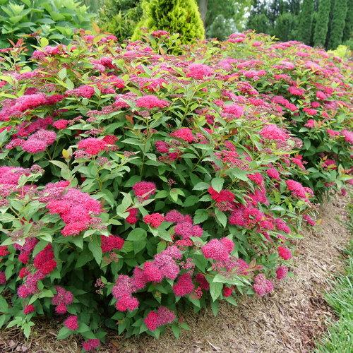 Spiraea x - Double Play® Doozie Spirea