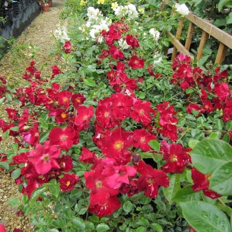 Rosa - Flower Carpet® Red Rose
