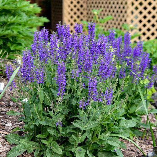 Salvia - PW® Color Spires® Indiglo Girl Salvia