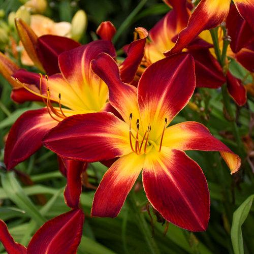 Hemerocallis - Rainbow Rhythm® Ruby Spider Daylily