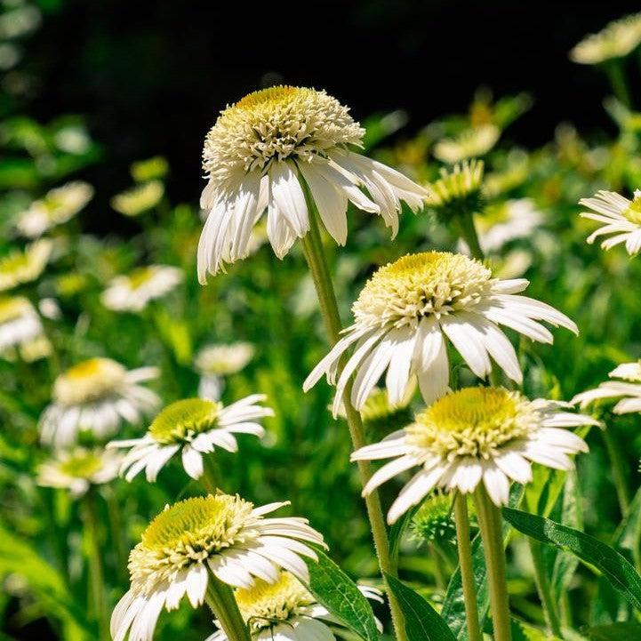 Echinacea purpurea - Vanilla Drip™ Echinacea