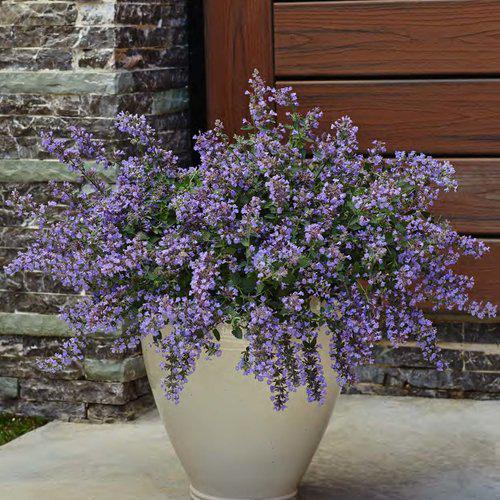 Nepeta faassenii - Cat's Meow Catmint