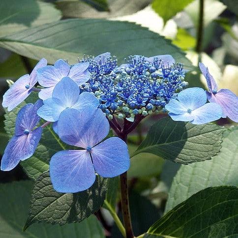 Hydrangea macrophylla  - Endless Summer® Pop Star® Hydrangea
