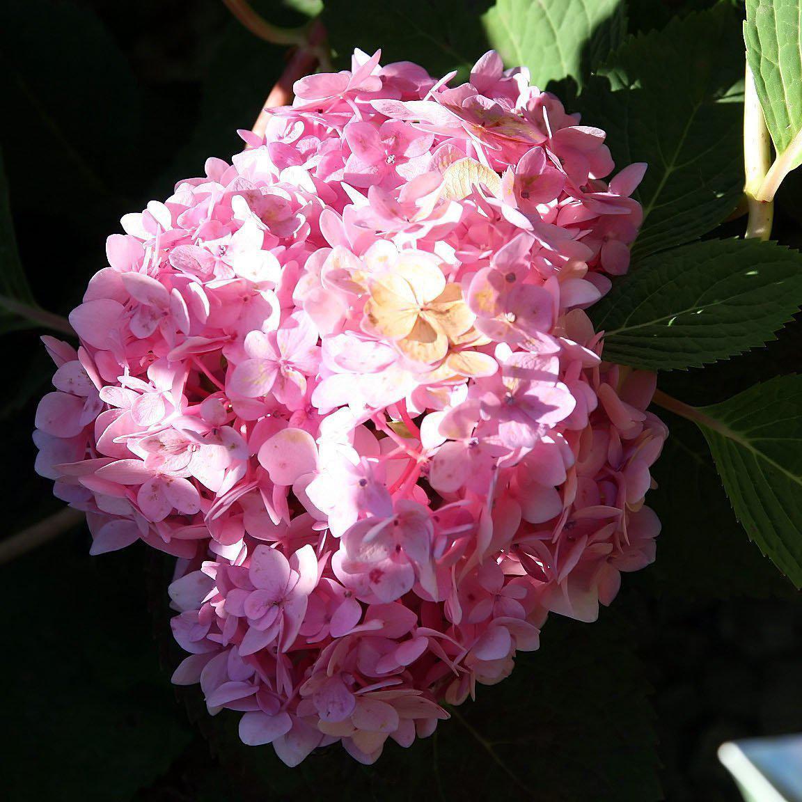 Hydrangea macrophylla - Endless Summer® Blushing Bride® Hydrangea