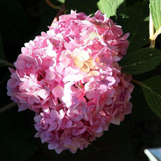 Hydrangea macrophylla - Endless Summer® Blushing Bride® Hydrangea