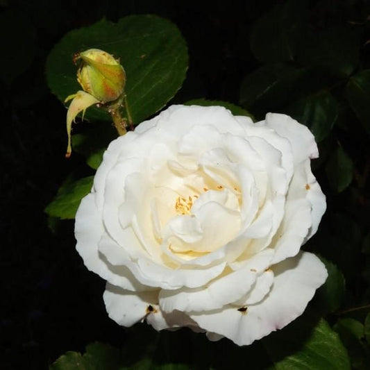 Rosa - Cloud Ten Rose