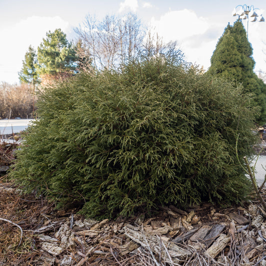 Thuja occidentalis - Mr. Bowling Ball® Arborvitae