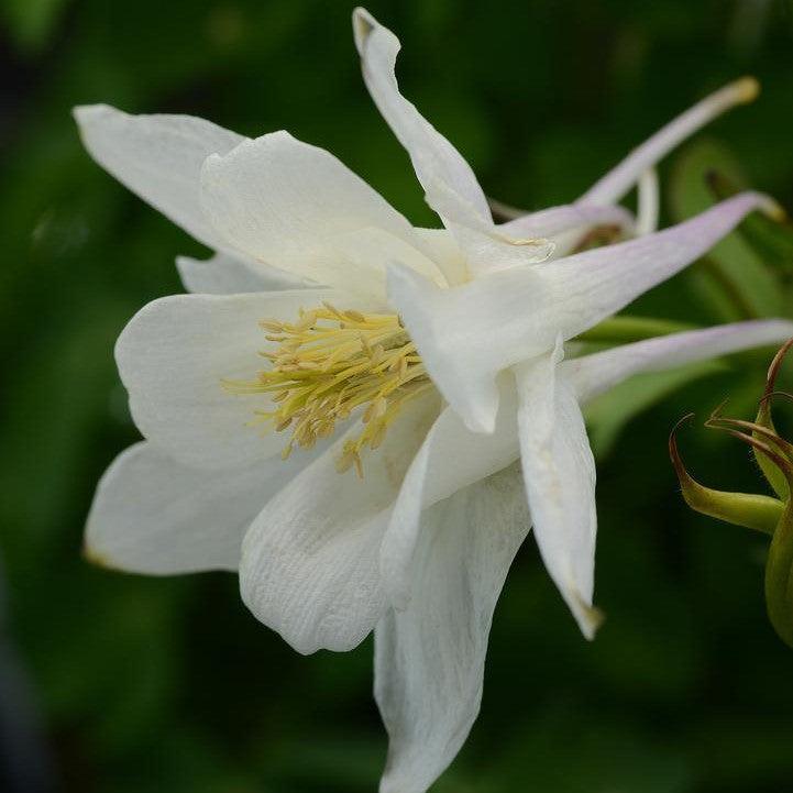 Aquilegia - Earlybird™ White Columbine