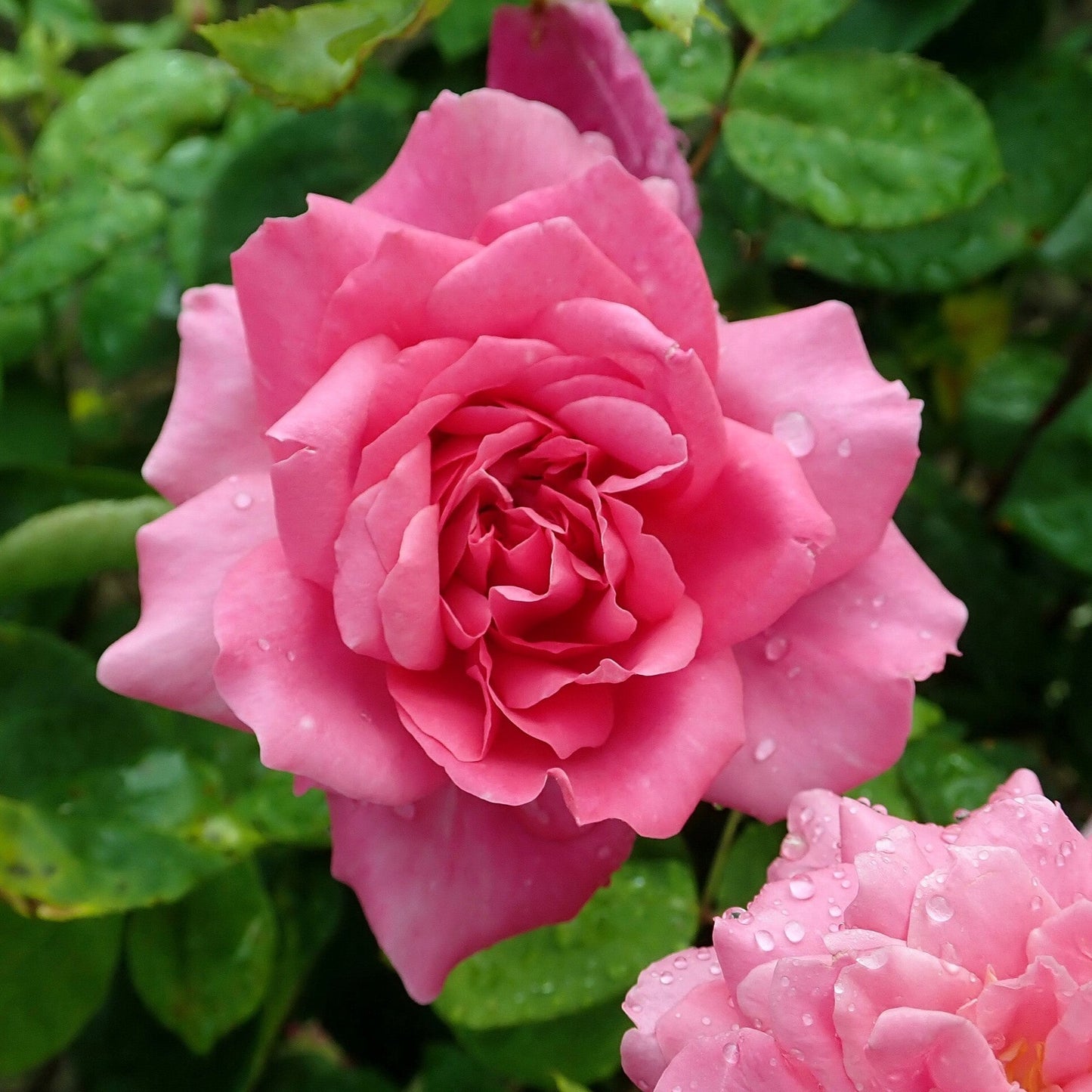 Rosa - Sophy's Rose