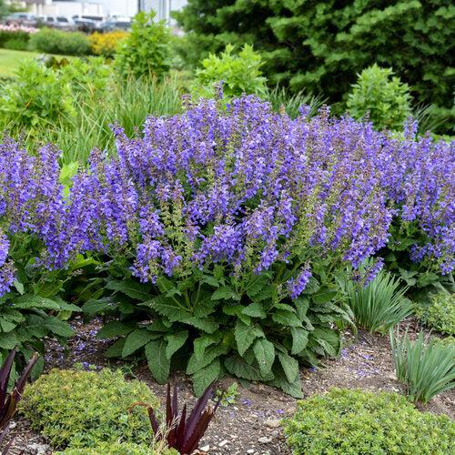 Salvia - Living Large® Big Sky Salvia