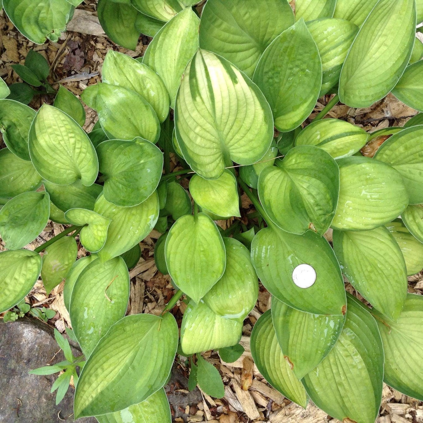 Hosta x - Gold Standard Hosta