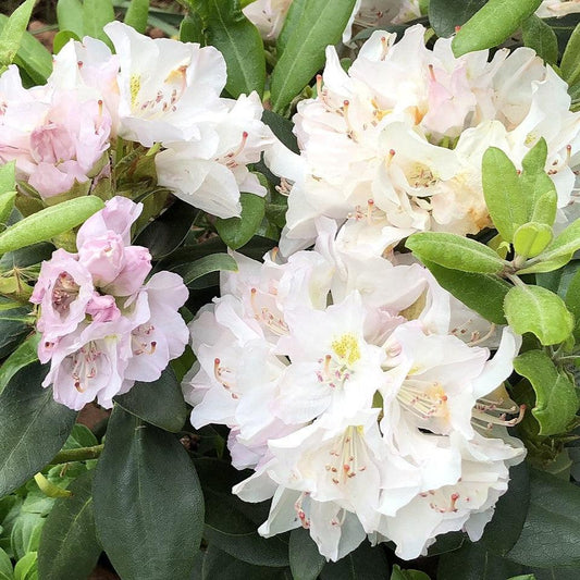 Rhododendron catawbiense - White Catawba Rhododendron