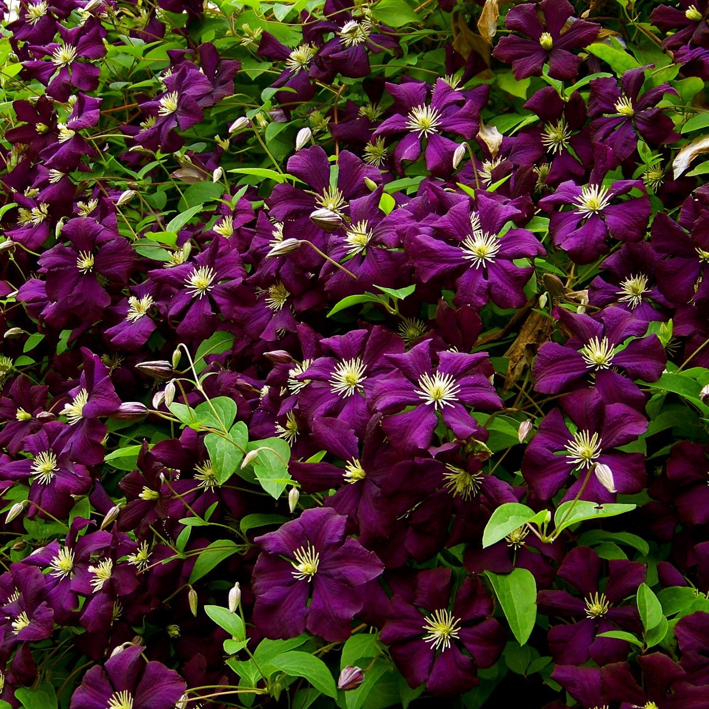 Clematis - Jackmanii Superba Clematis