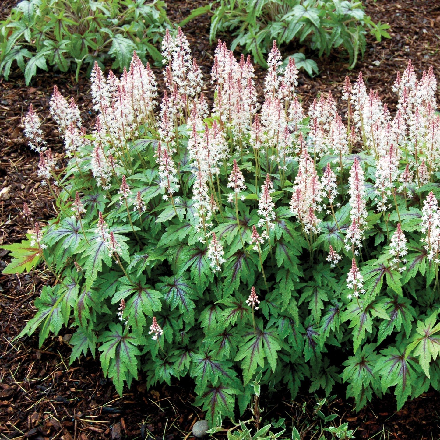 Tiarella - Sugar and Spice Foamflower