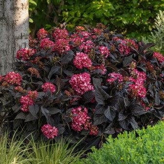 Hydrangea macrophylla - First Editions® Eclipse® Hydrangea