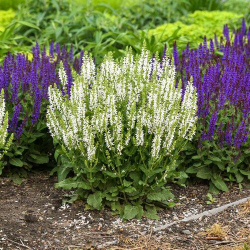 Salvia nemorosa ‘White Profusion’ - White Profusion Meadow Sage