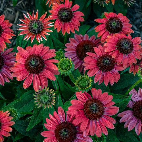 Echinacea - PW® Summersong™ Firefinch™ Coneflower