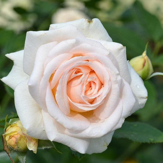 Rosa x - Showpiece™ Champagne Rose