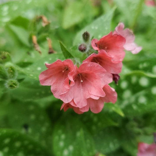 Pulmonaria - Pretty in Pink Lungwort