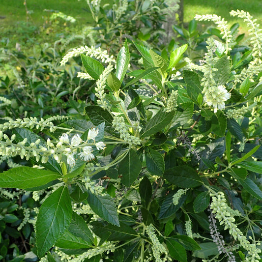 Clethra alnifolia - Hummingbird Summersweet