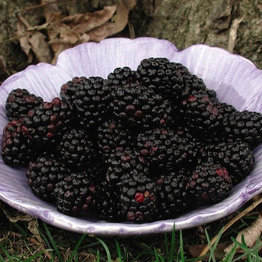 Rubus fruticosus - Chester Thornless Blackberry