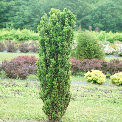 Taxus x media - Stonehenge Skinny® Yew