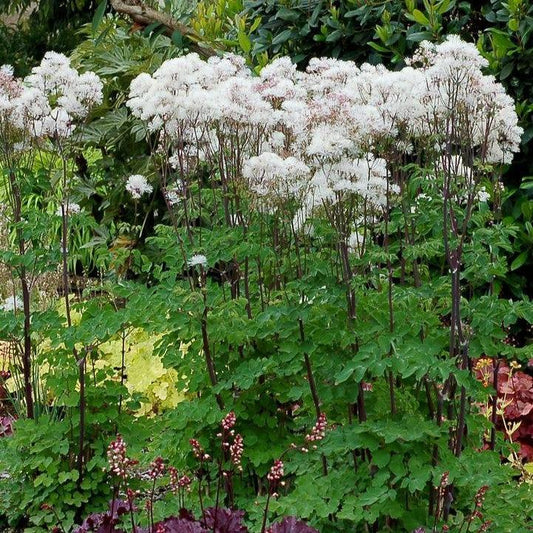 Thalictrum - Nimbus™ White Meadow-Rue