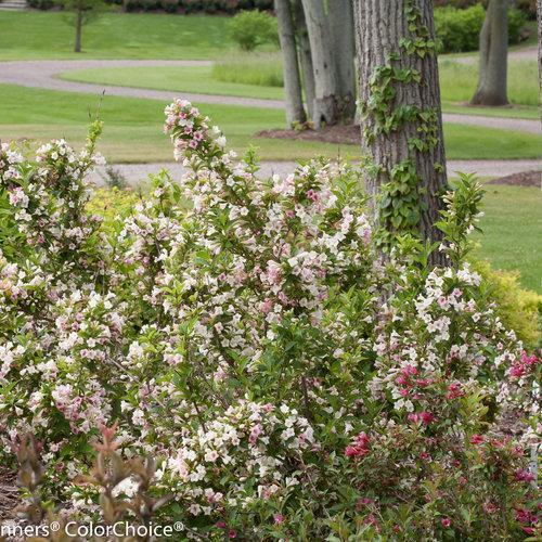 Weigela florida - PW® Sonic Bloom® Pearl Weigela
