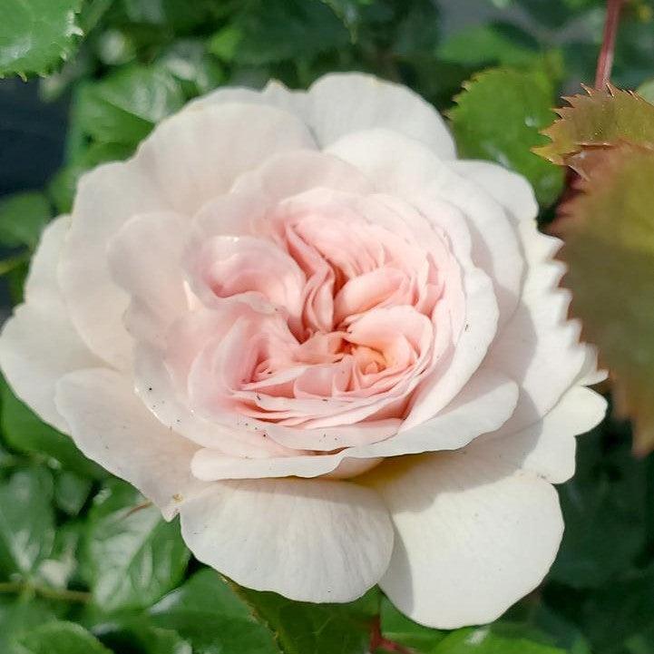 Rosa - Emily Bronte Rose