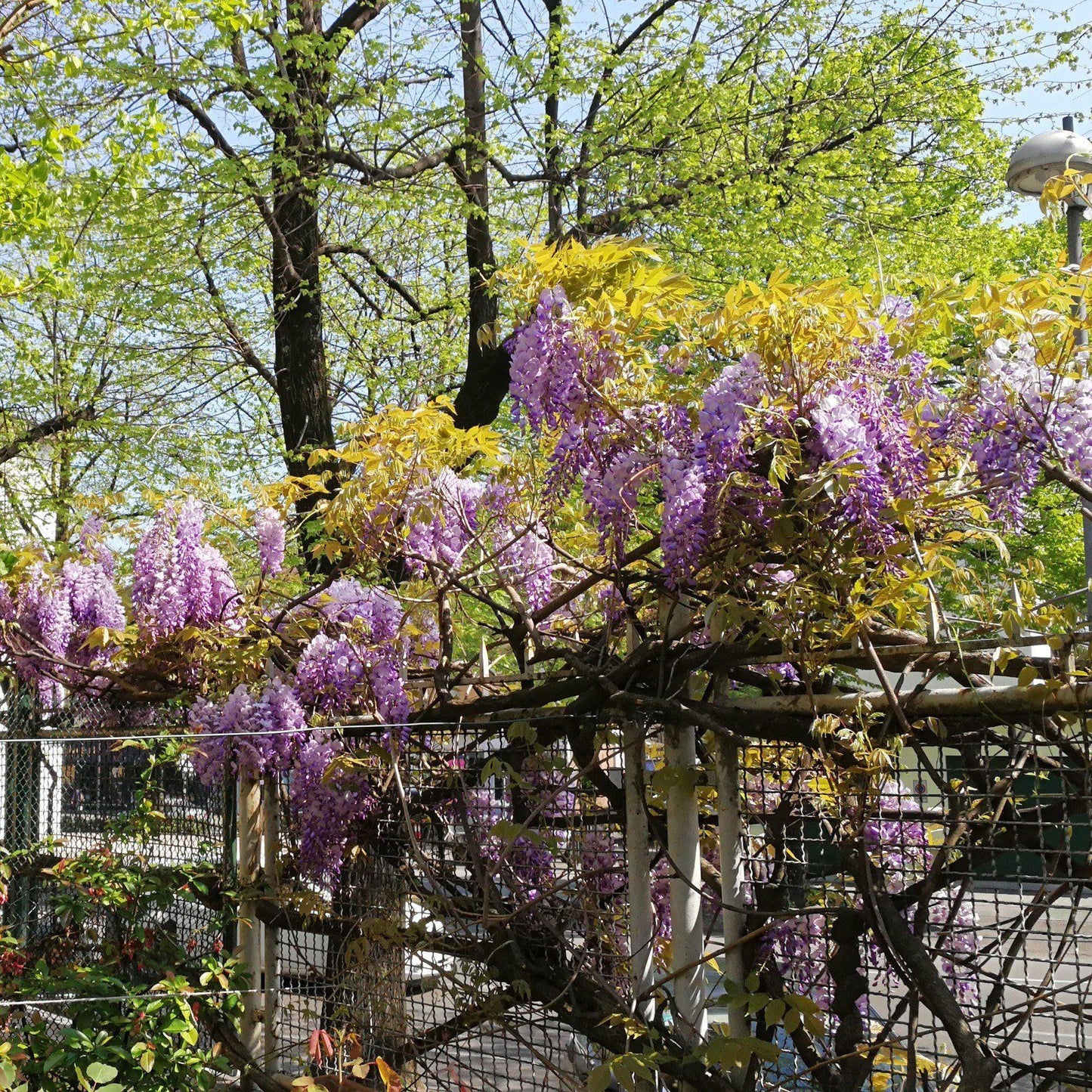 Wisteria frutescens - Amethyst Falls Wisteria