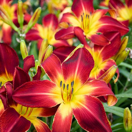 Hemerocallis - Rainbow Rhythm® Ruby Spider Daylily