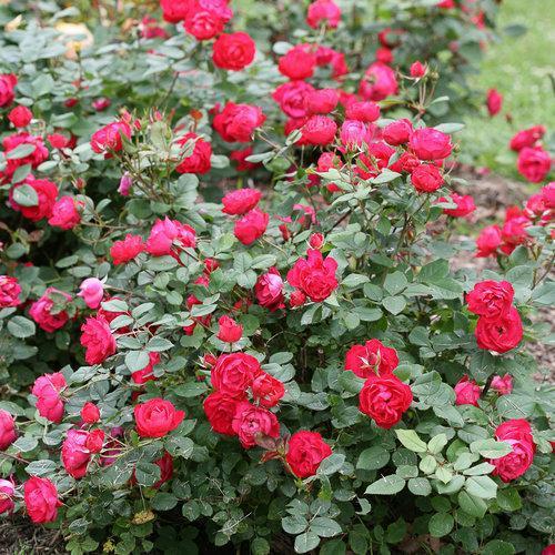 Rosa - OSO Easy® Double Red Rose