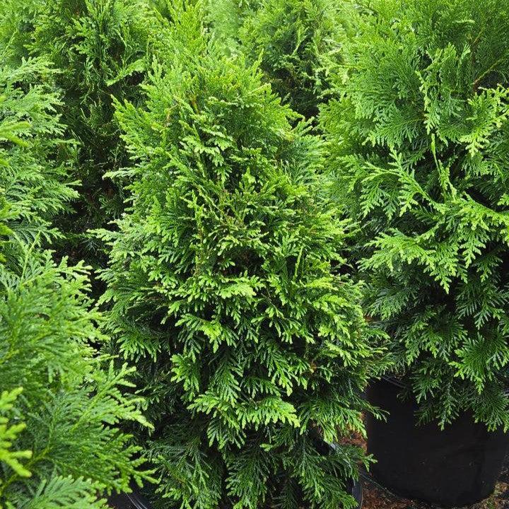 Thuja occidentalis - Sasquatch™ Dark Green Arborvitae
