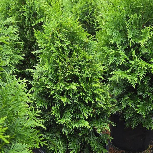 Thuja occidentalis - Sasquatch™ Dark Green Arborvitae