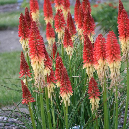 Kniphofia - PW® Pyromania® Rocket's Red Glare Red Hot Poker, Torch Lily