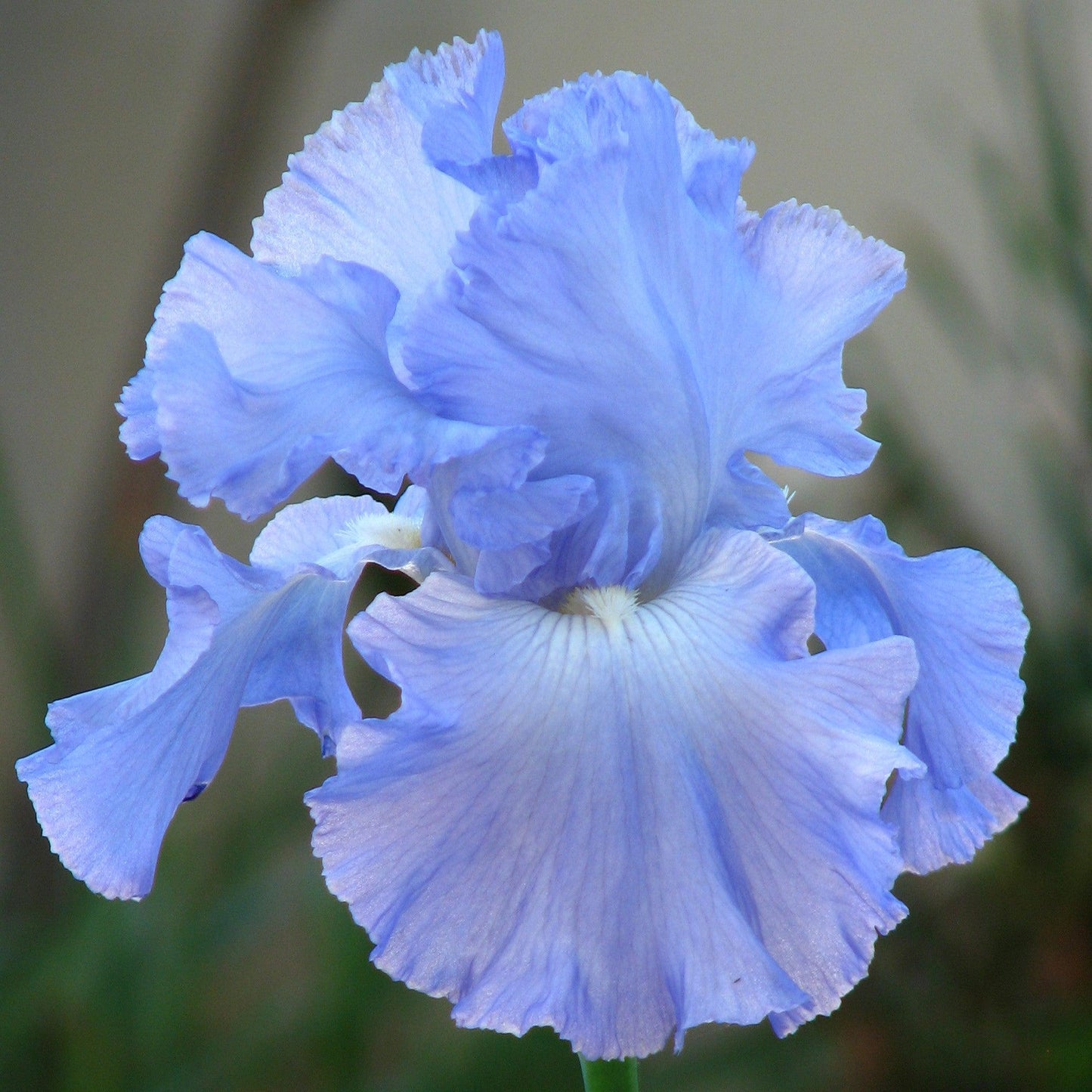 Iris germanica - Victoria Falls Bearded Iris