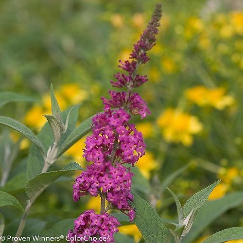 Buddleia - Miss Ruby Butterfly Bush